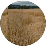 Ballestad gård, Skien, Norway crop circle, aerial photo 3