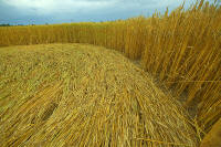 Hochfelden, Zurich, Switzerland crop circle, aerial photo 16