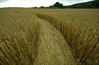 Hochfelden, Zurich, Switzerland crop circle, aerial photo 12