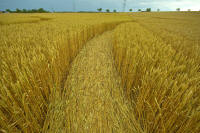 Hochfelden, Zurich, Switzerland crop circle, aerial photo 11