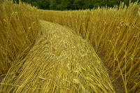 Hochfelden, Zurich, Switzerland crop circle, aerial photo 15
