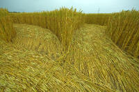 Hochfelden, Zurich, Switzerland crop circle, aerial photo 13