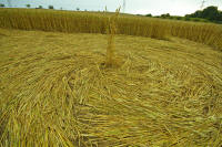 Hochfelden, Zurich, Switzerland crop circle, aerial photo 9