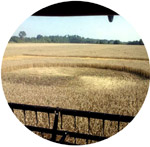 Sacramento County, California, USA crop circle, aerial photo 8
