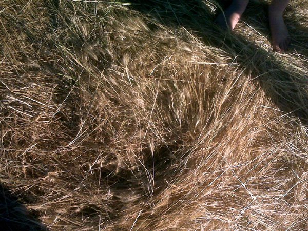 Sacramento County, California, USA crop circle, aerial photo 2