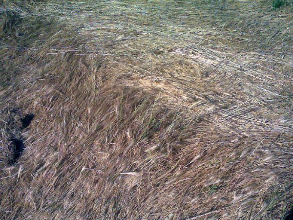 Sacramento County, California, USA crop circle, aerial photo 3