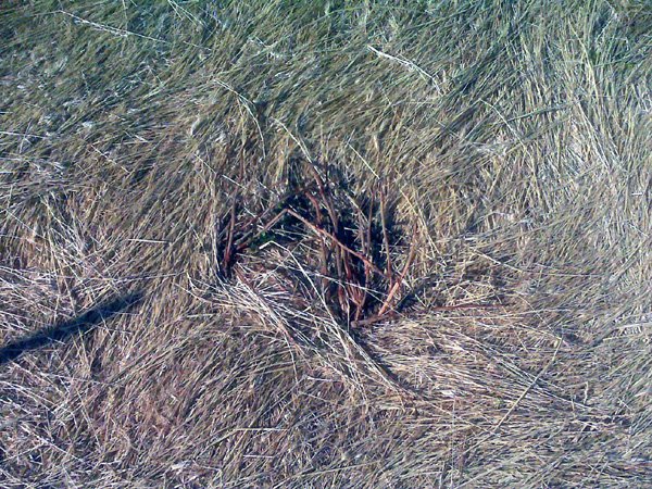 Sacramento County, California, USA crop circle, aerial photo 4