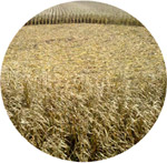 Sacramento County, California, USA crop circle, aerial photo 9