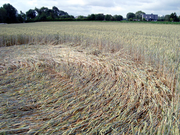 Erpe-Mere, East Flanders, Belgium crop circle, aerial photo 2