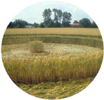 Momalle crop circle, aerial photo 2
