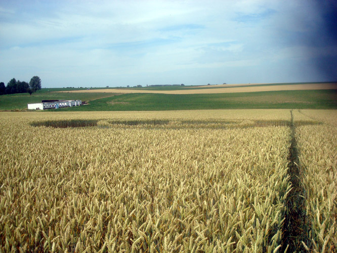 Crop Circle atMomalle, Belgium crop circle, aerial photo 5