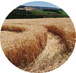 Bom Jesus, state of Santa Catarina crop circle, aerial photo 2