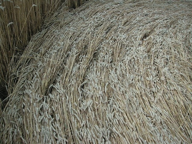 Velesovice village, Czech Republic crop circle, aerial photo 33