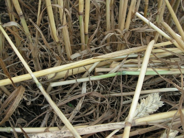Velesovice village, Czech Republic crop circle, aerial photo 31