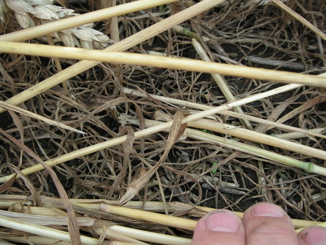 Velesovice village, Czech Republic crop circle, aerial photo 30