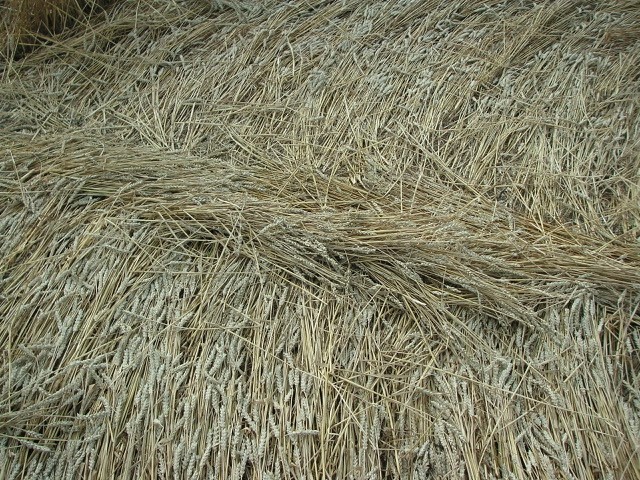 Velesovice village, Czech Republic crop circle, aerial photo 27