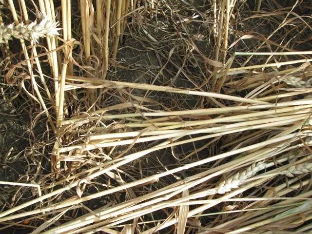 Velesovice village, Czech Republic crop circle, aerial photo 24
