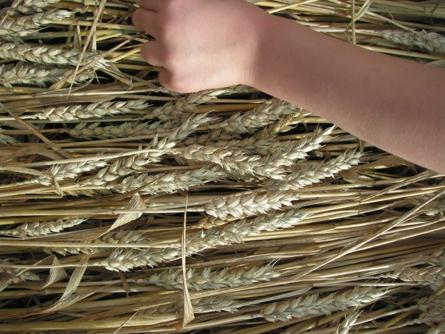 Velesovice village, Czech Republic crop circle, aerial photo 23