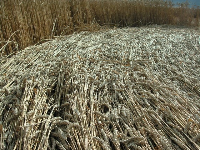 Velesovice village, Czech Republic crop circle, aerial photo 22