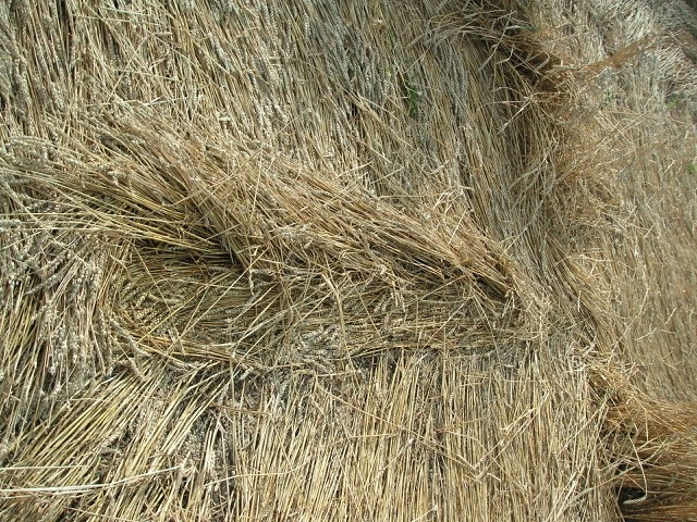 Velesovice village, Czech Republic crop circle, aerial photo 20