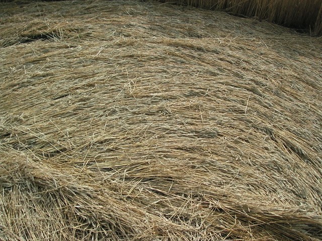 Velesovice village, Czech Republic crop circle, aerial photo 13