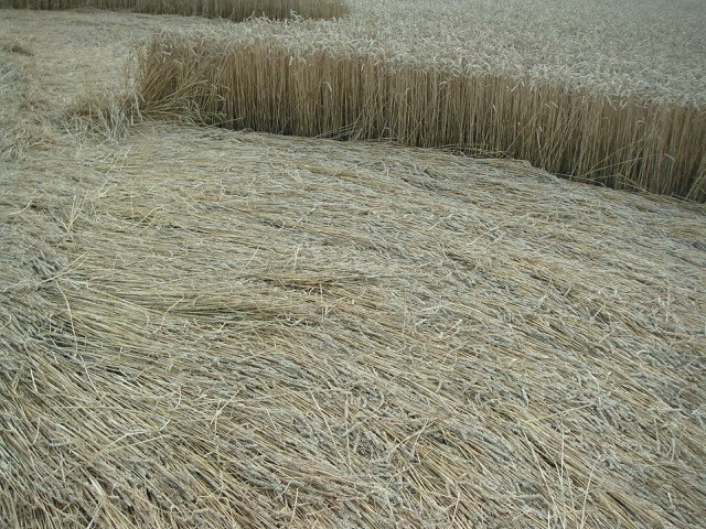 Velesovice village, Czech Republic crop circle, aerial photo 11