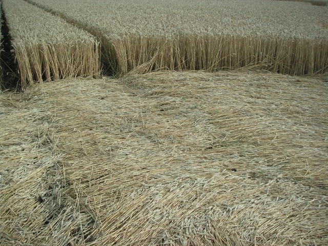 Velesovice village, Czech Republic crop circle, aerial photo 10