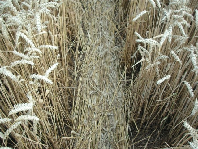 Velesovice village, Czech Republic crop circle, aerial photo 8
