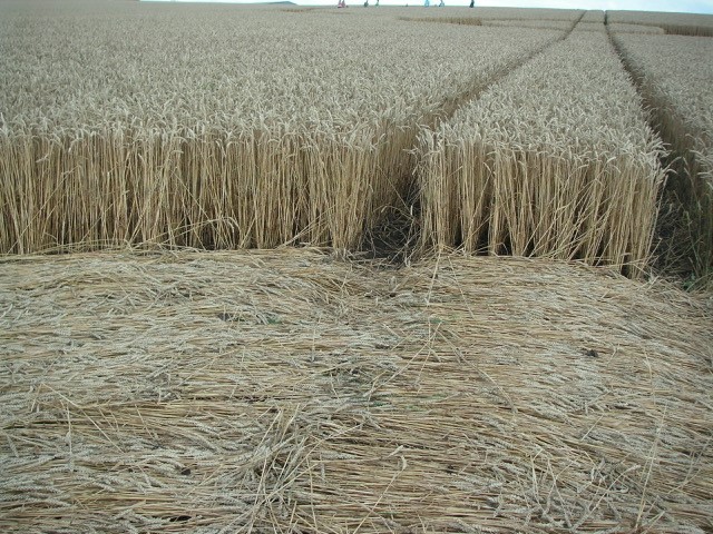 Velesovice village, Czech Republic crop circle, aerial photo 3