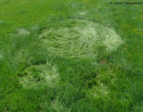 Hoeven, Netherlands crop circle, aerial photo 10
