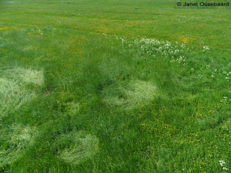 Hoeven, Netherlands crop circle, aerial photo 13
