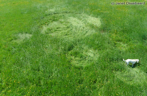 Hoeven, Netherlands crop circle, aerial photo 21