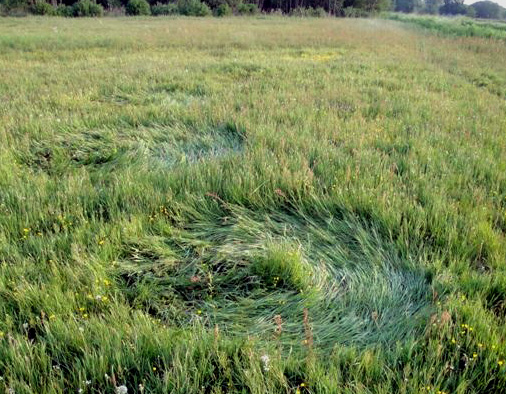 Nature Preserve, Hoeven, Netherlands crop circle, aerial photo 6
