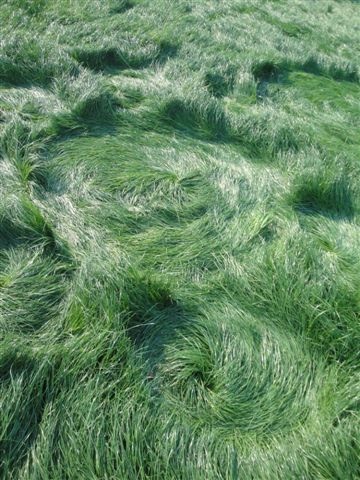 Bosschenhoofd (the "Woodenhead" area), Netherlands crop circle, aerial photo 3