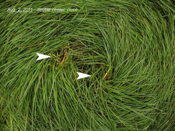 Bosschenhoofd (the "Woodenhead" area), Netherlands crop circle, aerial photo 8