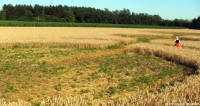 Bienate (MILANO), Italy crop circle, aerial photo 2
