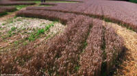 Bienate (MILANO), Italy crop circle, aerial photo 4