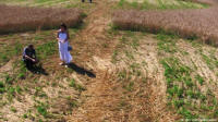 Bienate (MILANO), Italy crop circle, aerial photo 6