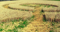 Bienate (MILANO), Italy crop circle, aerial photo 3