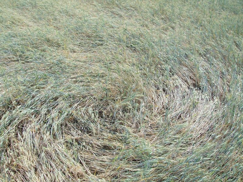 VO Euganeo, Padova, Italy crop circle, aerial photo 4