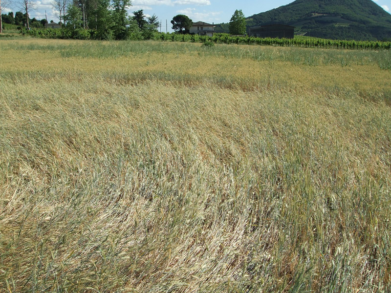 VO Euganeo, Padova, Italy crop circle, aerial photo 6