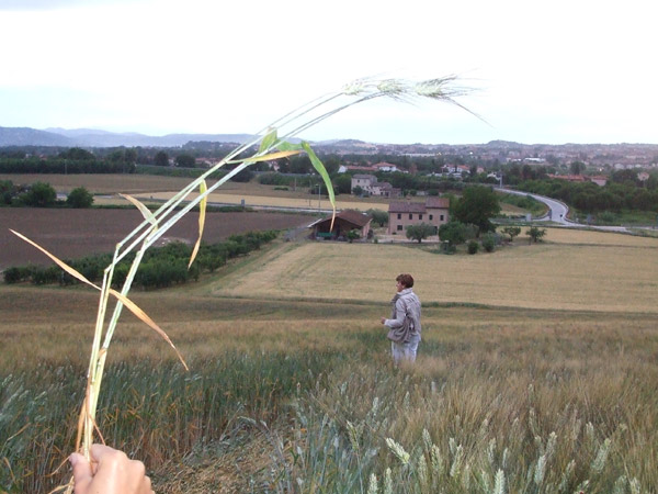 Jesi (Ancona) Marche, Italy crop circle, aerial photo 11