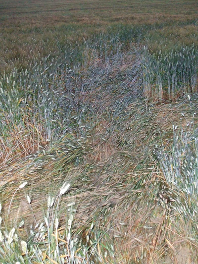 Jesi (Ancona) Marche, Italy crop circle, aerial photo 12