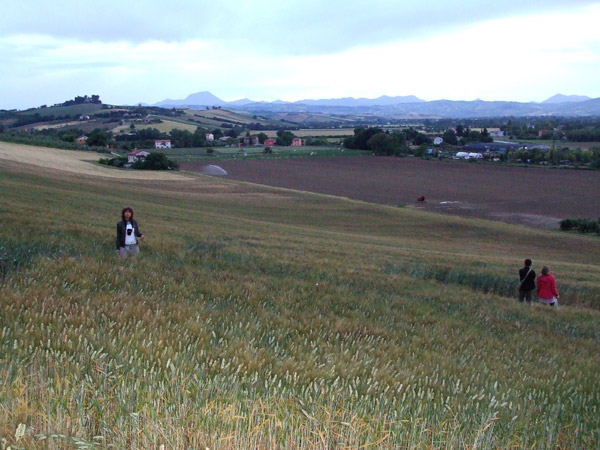 Jesi (Ancona) Marche, Italy crop circle, aerial photo 10