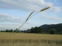 Longara (Vicenza), Italy crop circle, aerial photo 17