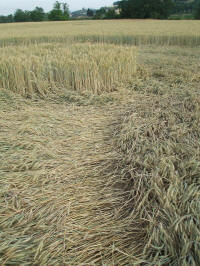 Longara (Vicenza), Italy crop circle, aerial photo 27