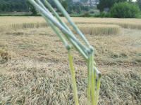 Longara (Vicenza), Italy crop circle, aerial photo 9