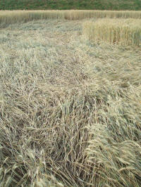 Longara (Vicenza), Italy crop circle, aerial photo 25