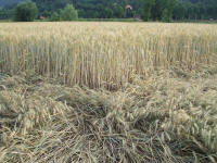 Longara (Vicenza), Italy crop circle, aerial photo 10
