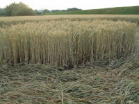 Longara (Vicenza), Italy crop circle, aerial photo 8